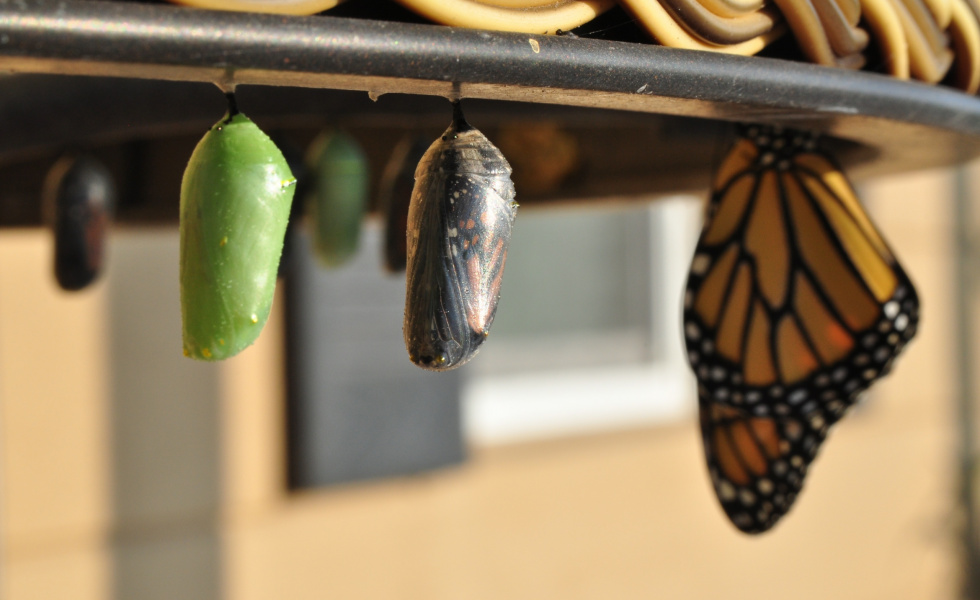 shows larva to full butterfly - stages of transformation