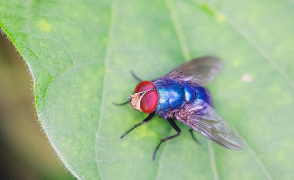 bee on a life - bee's eyes represent holoptic view