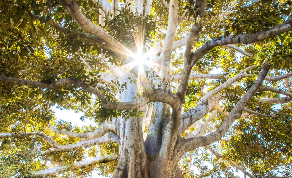 Large, old oak tree with sunshine at the top