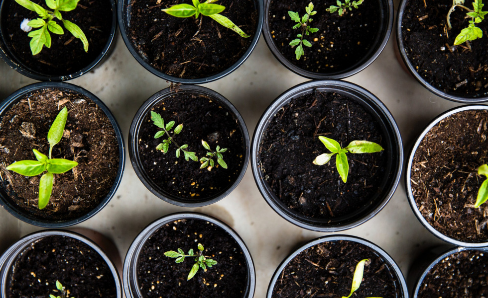 different pots of soil with greenery sprouting out